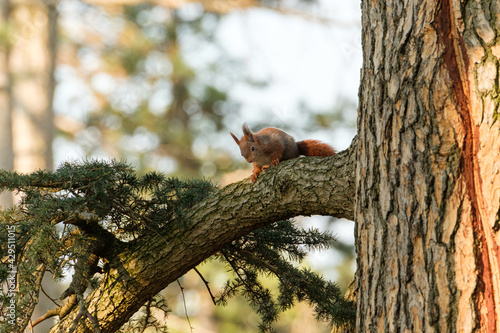Squirrel on tree in Parc de la Tête d'Or, Lyon France