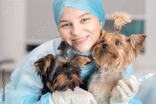 young woman veterinarian with Yorkshire terrier dogs.