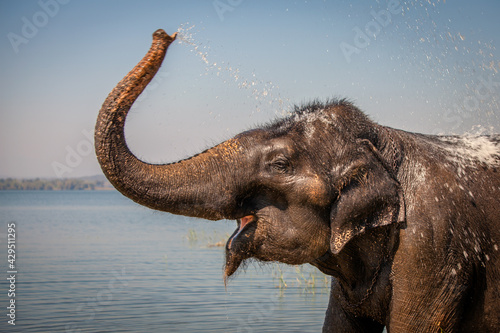Indian Elephant bathing © Chantal Reed