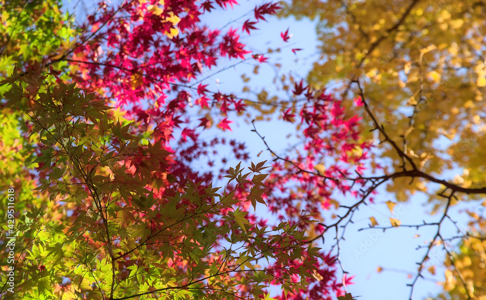 Selective focus on the lowest of several layers of colorful Japanese maple leaves under a clear blue sky in autumn Selective focus on the lowest of several layers of colorful Japanese maple leaves under a clear blue sky in autumn