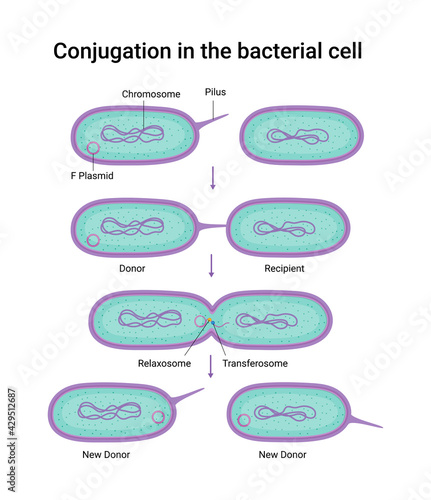 Vector illustration of Conjugation in the bacterial cell 