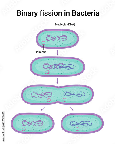 Vector illustration of Binary fission in Bacteria. Reproduction