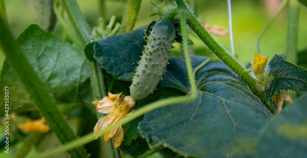 Banner. Growing a small gherkin on the vine. Growing gherkins. Small