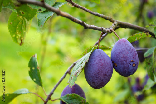A couple of plums on a branch. Plum fruits.