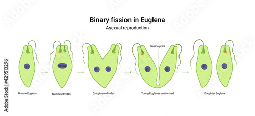 Binary fission in Euglena. Vector educational illustration. Reproduction