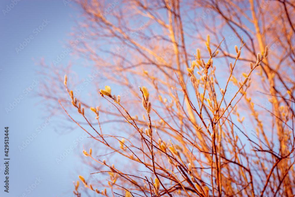 Obraz premium Swollen buds on tree branches in early spring.