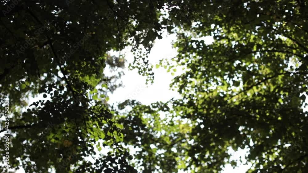 Beautiful foliage in the sun. High quality FullHD footage Beautiful foliage in the sun. High quality FullHD footage