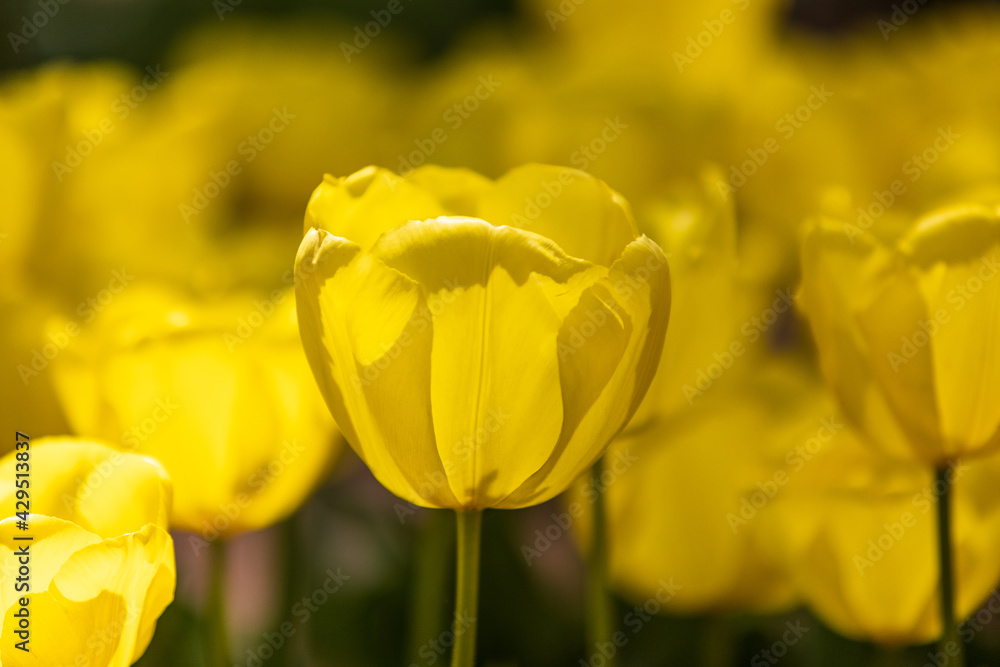 太陽光で花びらが透ける黄色いチューリップ 太陽光で花びらが透ける黄色いチューリップ