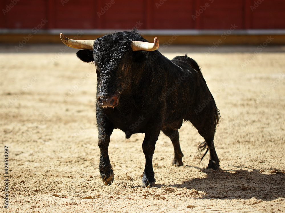 spanish bull in a traditional spectacle of bullfight spanish bull in a traditional spectacle of bullfight
