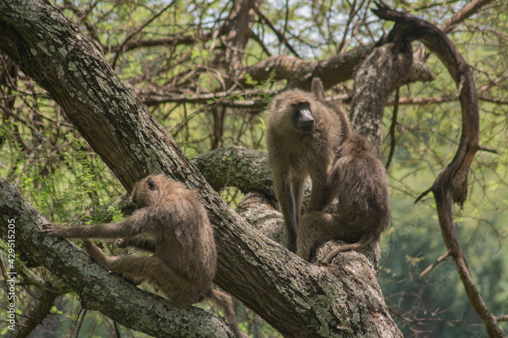 Obraz premium safari