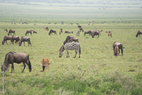 safari