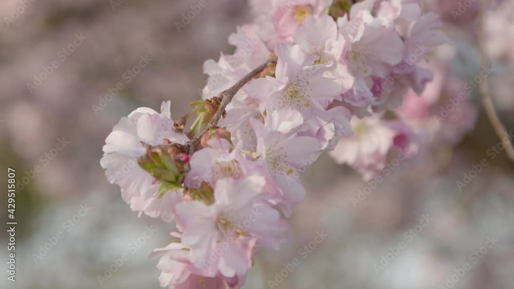 Extreme Close Up Shot of Blossom Tree Branch Extreme Close Up Shot of Blossom Tree Branch