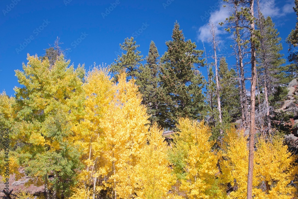 autumn trees in the forest