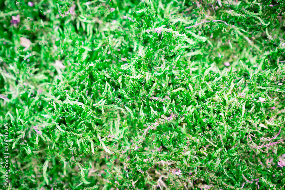 Green moss on the tree. Green moss on the tree.