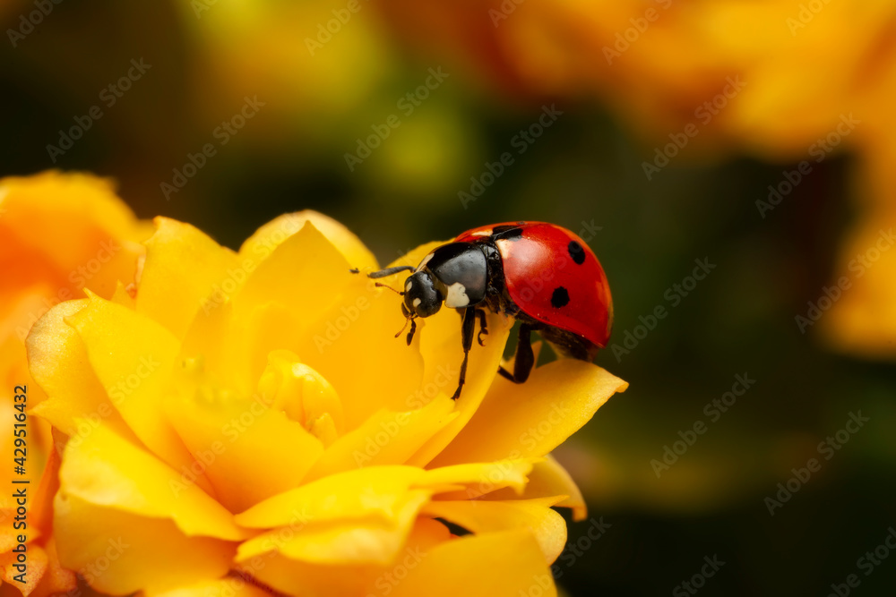 Fototapeta premium Extreme macro shots, Beautiful ladybug on flower leaf defocused background.