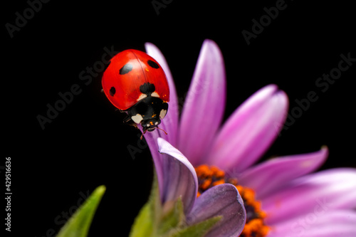 Extreme macro shots  Beautiful ladybug on flower leaf defocused background.