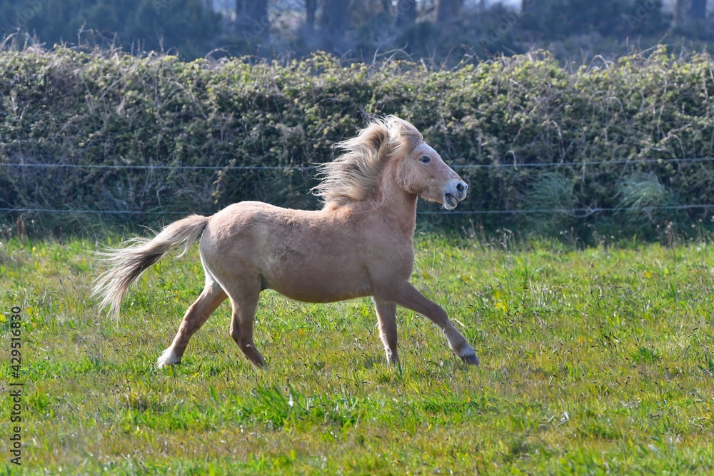 Beautiful horses playing in a field at Plougrescant in Brittany. France Beautiful horses playing in a field at Plougrescant in Brittany. France