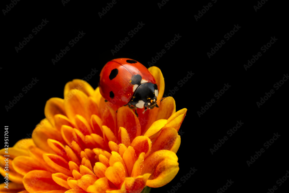 Extreme macro shots, Beautiful ladybug on flower leaf defocused background. Extreme macro shots, Beautiful ladybug on flower leaf defocused background.