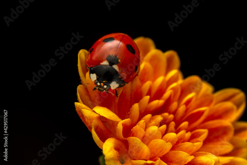 Extreme macro shots, Beautiful ladybug on flower leaf defocused background.