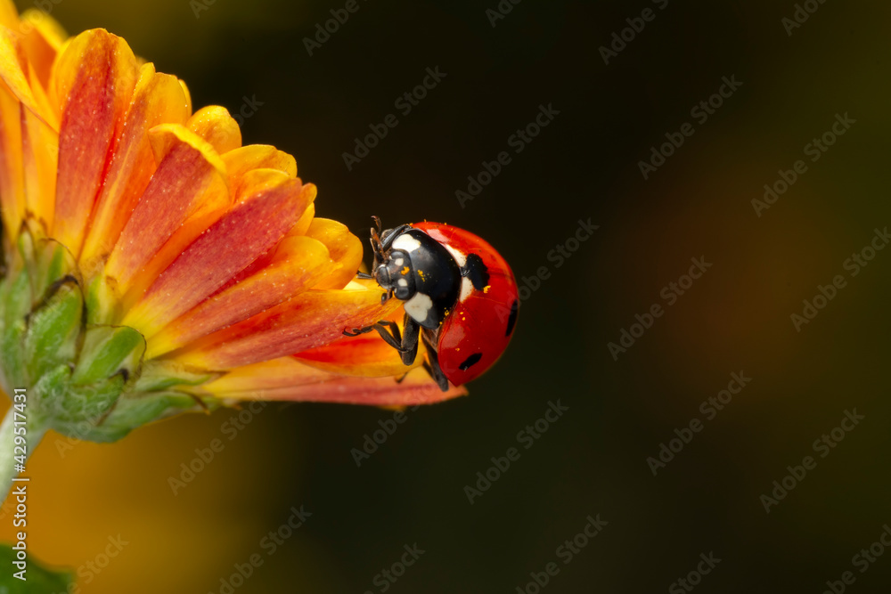 Extreme macro shots, Beautiful ladybug on flower leaf defocused background. Extreme macro shots, Beautiful ladybug on flower leaf defocused background.