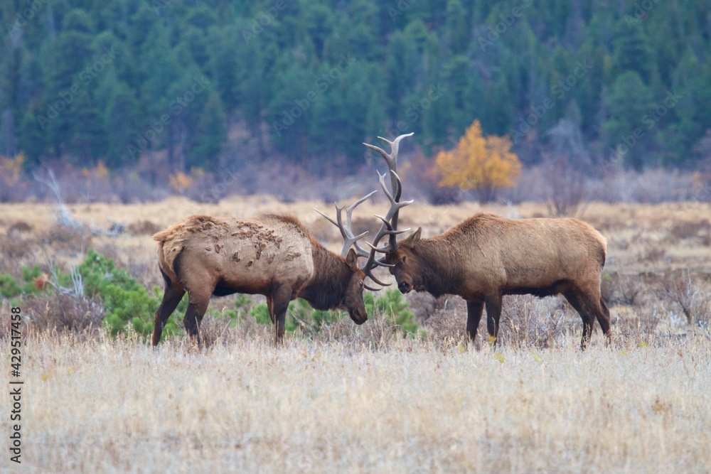 big bull elk lock antlers in battle - Rocky Mountain National Park big bull elk lock antlers in battle - Rocky Mountain National Park