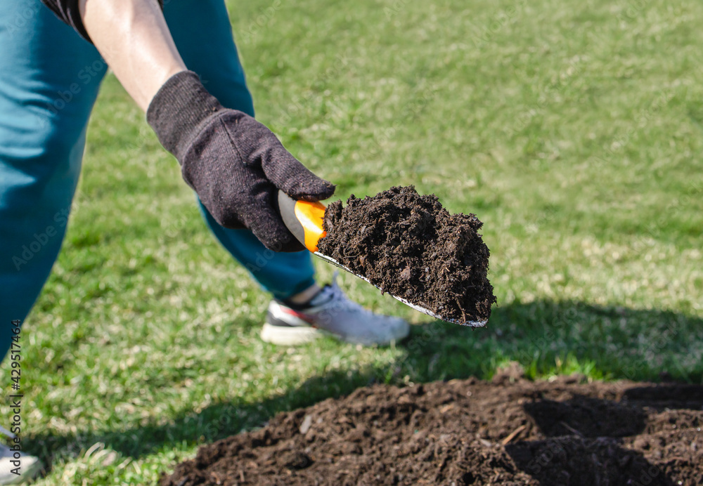 Fototapeta premium Man in black glove holding shovel with brown moisture and fertilize soil over cultivation ground and turf, depth of field. Person cultivate outdoor area for growing agriculture in spring and summer.