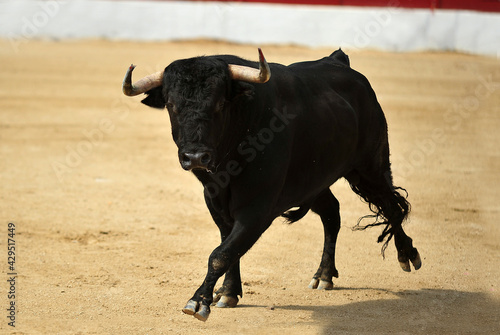 spanish bull in a traditional spectacle of bullfight photo