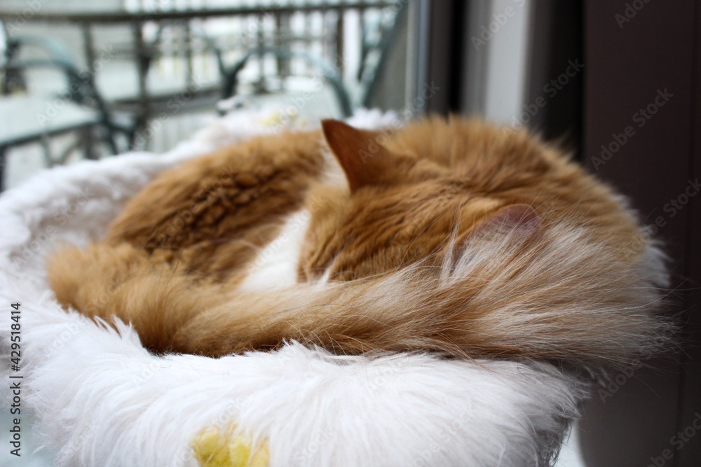 Fototapeta premium cat on the bed