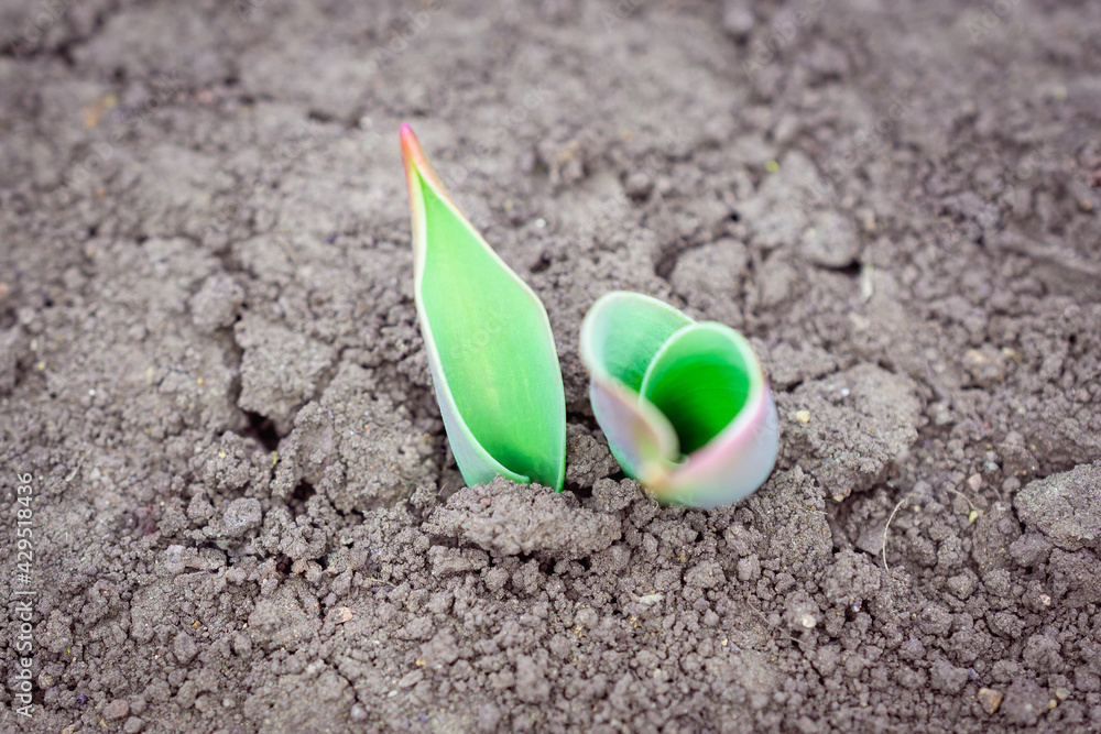 The leaves of flowers (sprouts) sprouted in the ground. The leaves of flowers (sprouts) sprouted in the ground.
