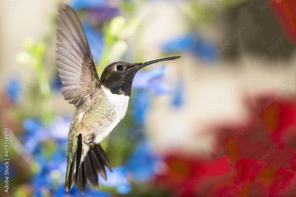 Naklejka premium Black-Chinned Hummingbird Searching for Nectar in the Flower Garden