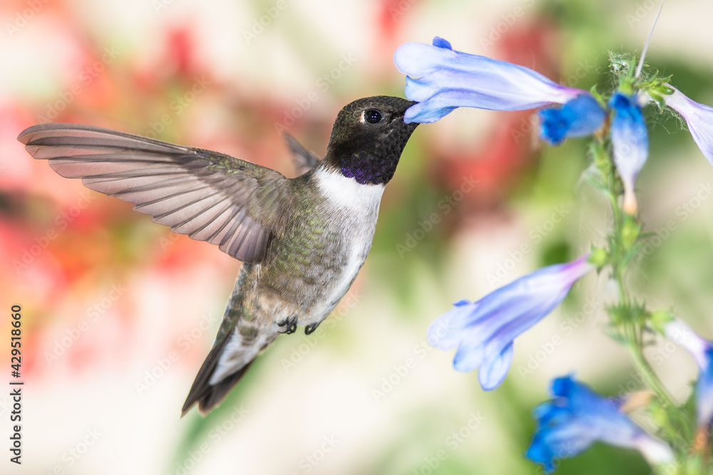 Fototapeta premium Black-Chinned Hummingbird Searching for Nectar Among the Blue Flowers