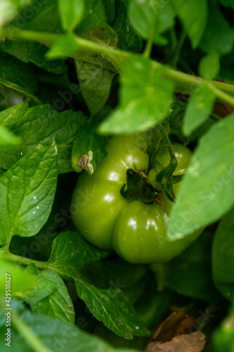 Tomate verde entre varias hojas verdes de tomateros 