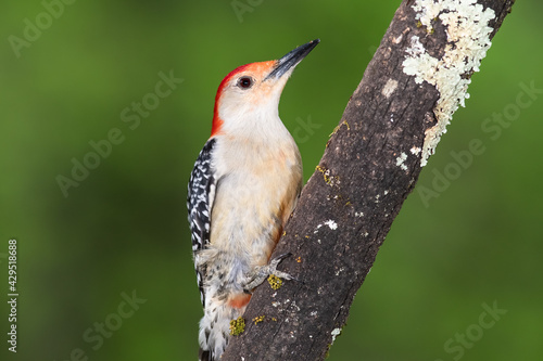Red-bellied Woodpecker Perched on a Branch of a Tree © rck