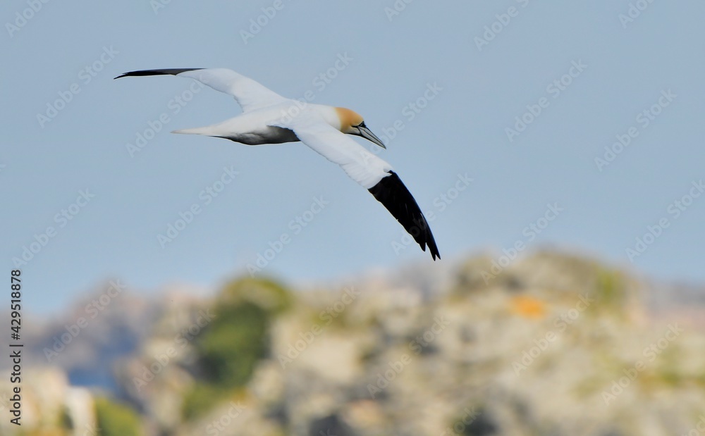 Beautiful Gannet in flight over the sea in Brittany. France Beautiful Gannet in flight over the sea in Brittany. France