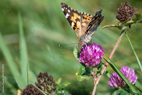 Painted Lady Butterfly Sipping Nectar from the Accommodating Flower