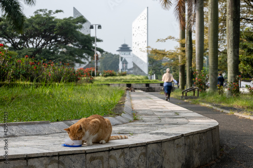 Street cat eats in a park photo