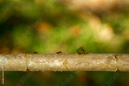 Ants carrying leaves over a tree branch.