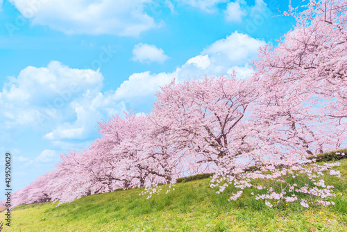 Fotobehang 青空と満開の桜