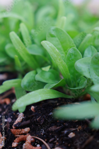 spinach grows in the garden