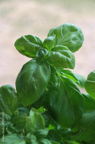 close up of fresh basil