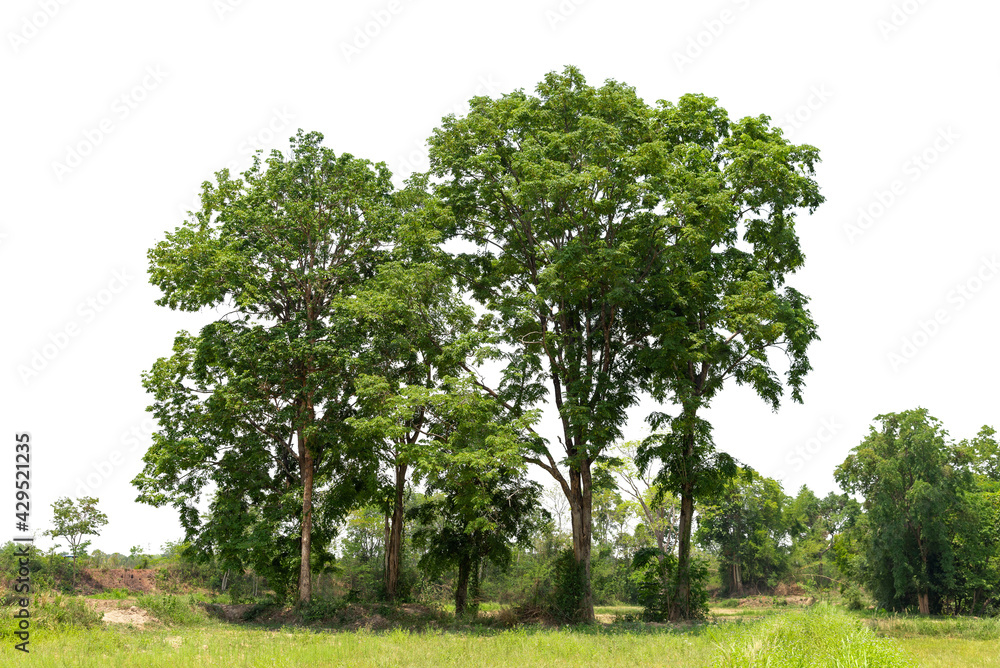 View of a High definition Treeline isolated on a white background, Green trees, Forest and foliage in summer. View of a High definition Treeline isolated on a white background, Green trees, Forest and foliage in summer.