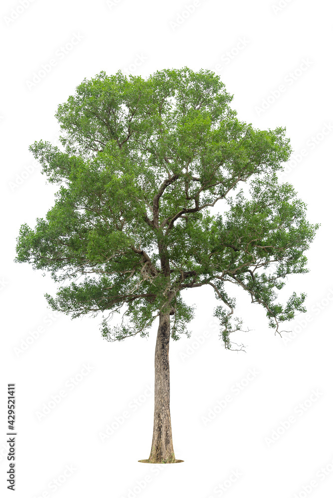 Obraz premium Isolated green tree on white background, Trees isolated on white background, tropical trees isolated used for design, advertising and architecture.
