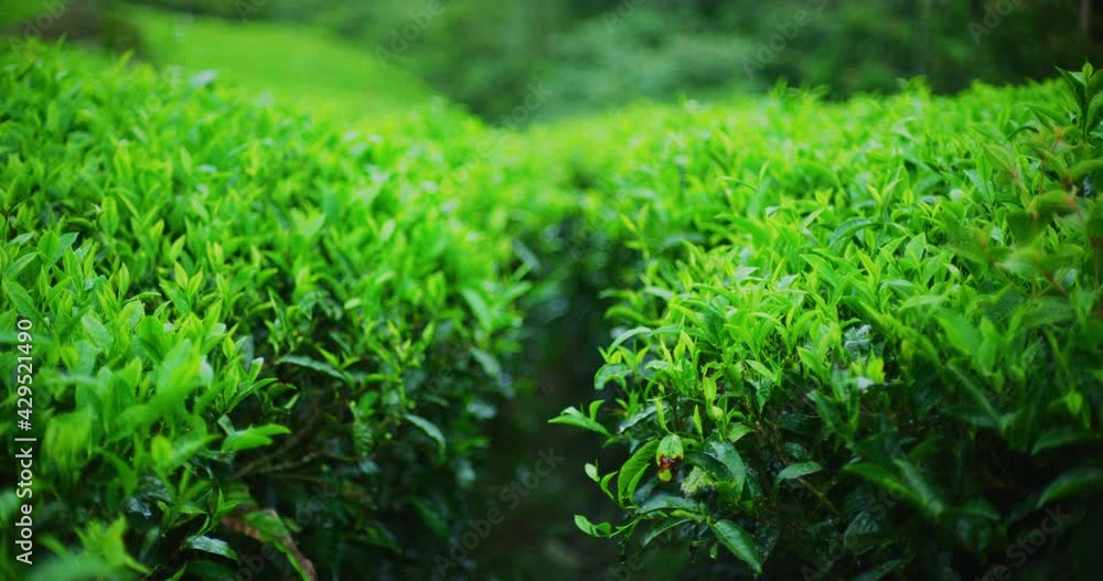 BOH Tea Plantations at The Cameron Highlands in Northern Malaysia BOH Tea Plantations at The Cameron Highlands in Northern Malaysia