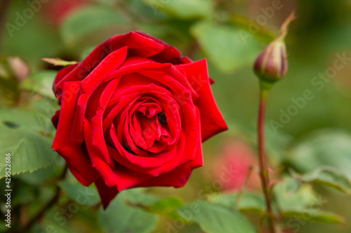 深紅のバラの花