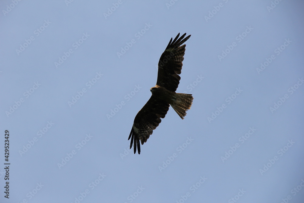 青空を飛ぶ鳥(猛禽類) 青空を飛ぶ鳥(猛禽類)