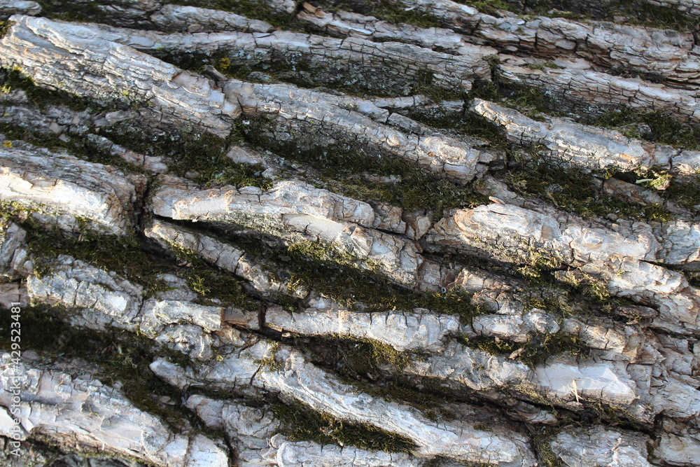 bark of a tree