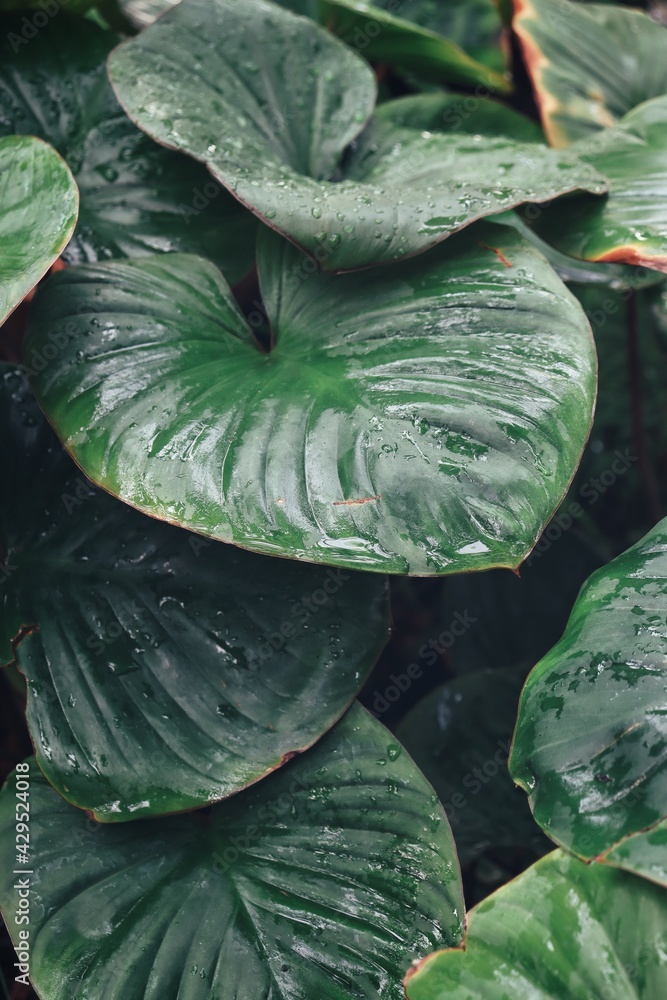 Obraz premium Beautiful of green tropical leaves and water drop background texture