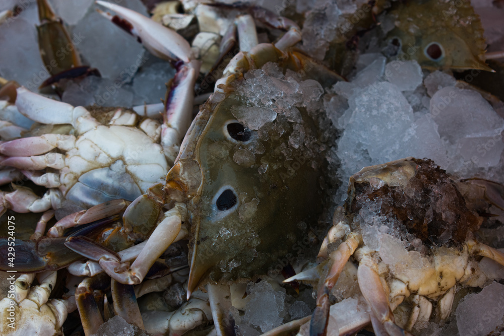 Collection of Chesapeake blue crab on ice for sale in the market. Collection of Chesapeake blue crab on ice for sale in the market.
