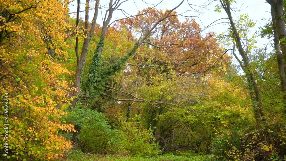 Fixed View of Beautiful Forest scene during Autumn with Multicolored Leaves Fixed View of Beautiful Forest scene during Autumn with Multicolored Leaves