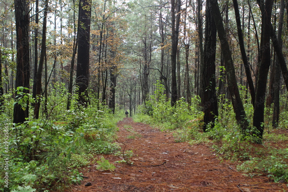Obraz premium sendero en el bosque